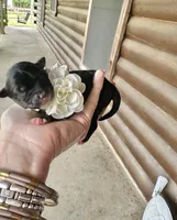 Clover, a female Aussiedoodle for sale in Jacksonville, TX – Photo 2 of 2