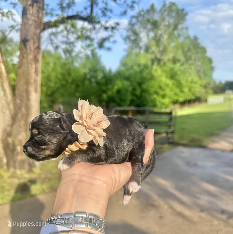 Clover – Aussiedoodle puppy for sale in Jacksonville, TX