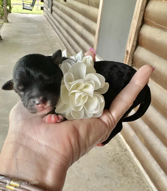 Clover – Aussiedoodle puppy for sale in Jacksonville, TX