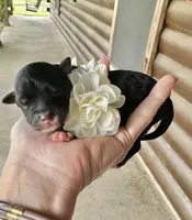 Clover, a female Aussiedoodle for sale in Jacksonville, TX – Photo 1 of 2