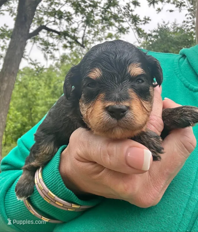 Charlie – Aussiedoodle puppy for sale in Jacksonville, TX