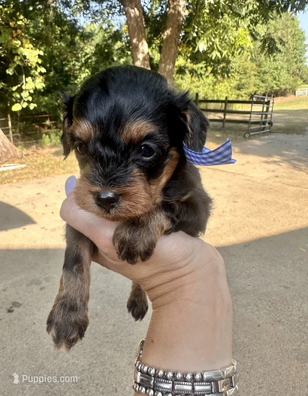 Bandit – Cavapoo puppy for sale in Jacksonville, TX