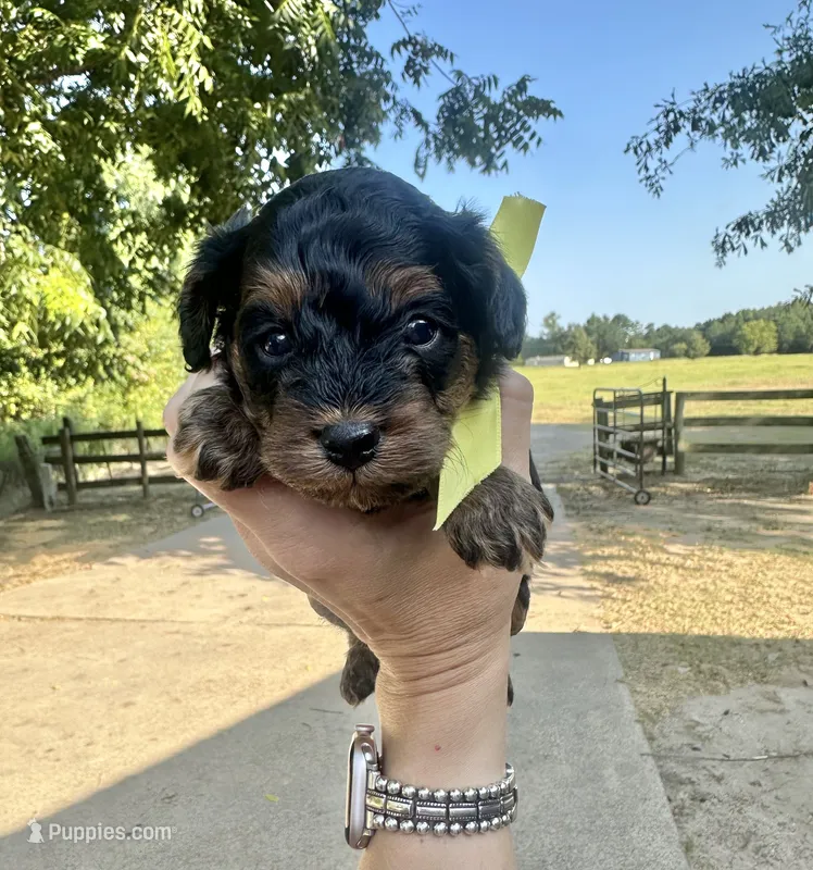 Buck – Cavapoo puppy for sale in Jacksonville, TX