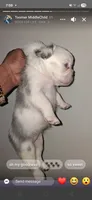 Iyce, a female French Bulldog for sale in Wilmington, NC – 3 of 3