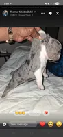 True, a male French Bulldog for sale in Wilmington, NC – 4 of 4