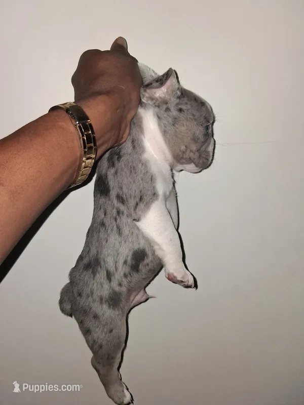 True – French Bulldog puppy for sale in Wilmington, NC
