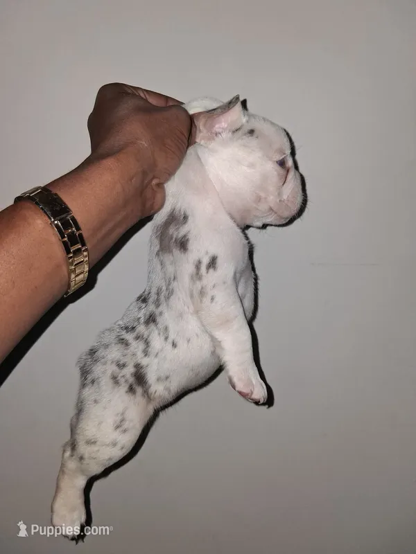 Star – French Bulldog puppy for sale in Wilmington, NC