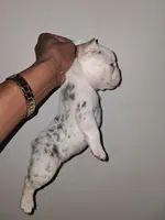 Star, a female French Bulldog for sale in Wilmington, NC – 1 of 2