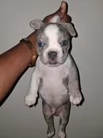 True, a male French Bulldog for sale in Wilmington, NC – 3 of 4