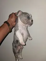 True, a male French Bulldog for sale in Wilmington, NC – 2 of 4