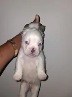 Iyce, a female French Bulldog for sale in Wilmington, NC – 1 of 3