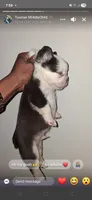 Boss, a male French Bulldog for sale in Wilmington, NC – 2 of 2