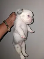 Iyce, a female French Bulldog for sale in Wilmington, NC – 2 of 3