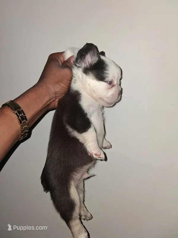 Boss – French Bulldog puppy for sale in Wilmington, NC