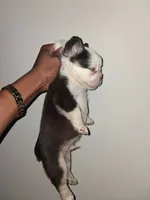 Boss, a male French Bulldog for sale in Wilmington, NC – 1 of 2