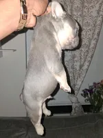 King, a male French Bulldog for sale in Wilmington, NC – 2 of 2
