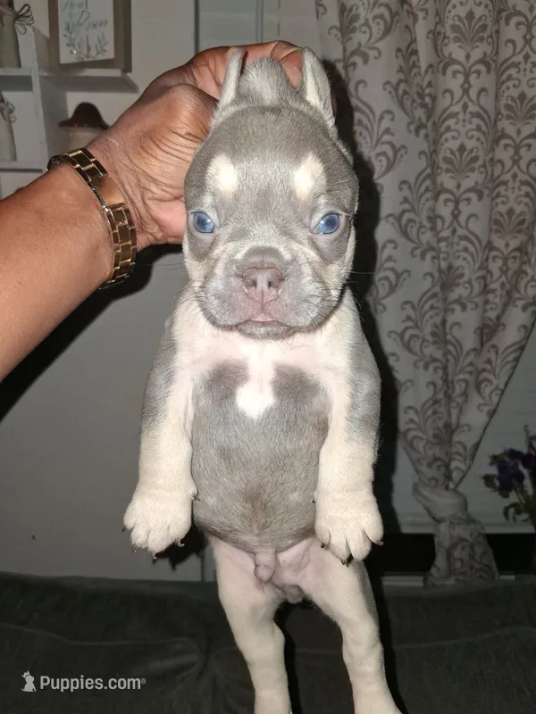 King – French Bulldog puppy for sale in Wilmington, NC