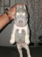 King, a male French Bulldog for sale in Wilmington, NC – 1 of 2