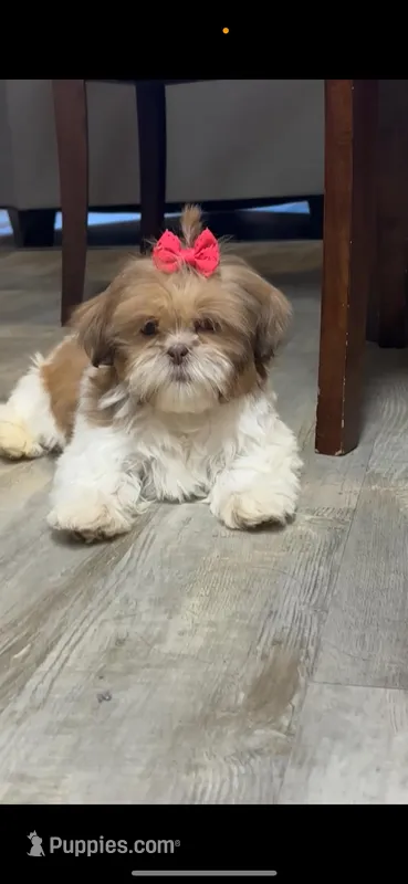 Chanel – Shih Tzu puppy for sale in Aurora, IL