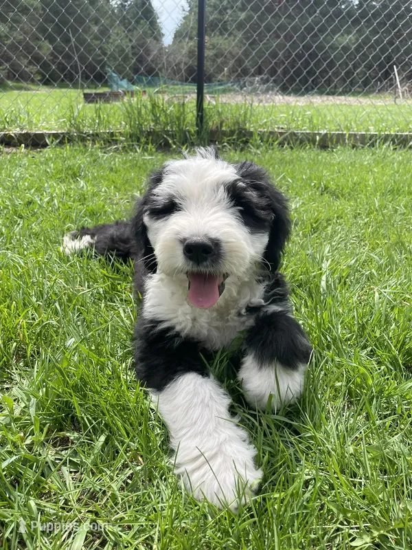 Black  – Old English Sheepdog puppy for sale in Buckley, MI