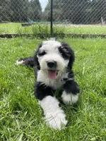Black , a male Old English Sheepdog for sale in Buckley, MI – Photo 1 of 2