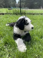 Black , a male Old English Sheepdog for sale in Buckley, MI – Photo 2 of 2