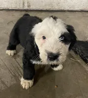 Red, a male Old English Sheepdog for sale in Buckley, MI – Photo 1 of 2