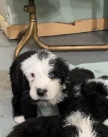 Red, a male Old English Sheepdog for sale in Buckley, MI – Photo 2 of 2