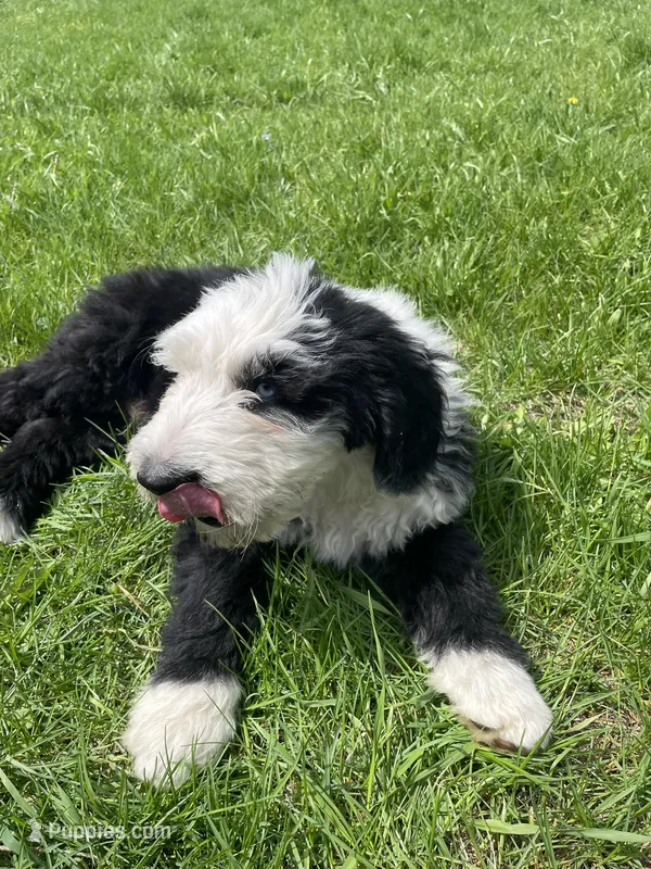 Red – Old English Sheepdog puppy for sale in Buckley, MI