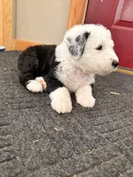 Girl, a female Old English Sheepdog for sale in Buckley, MI – Photo 2 of 2