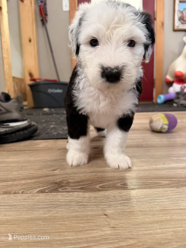 Girl – Old English Sheepdog puppy for sale in Buckley, MI