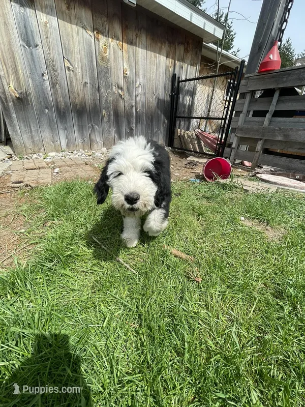 white – Old English Sheepdog puppy for sale in Buckley, MI