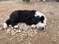 purple collar, a male Old English Sheepdog for sale in Buckley, MI – Photo 3 of 3