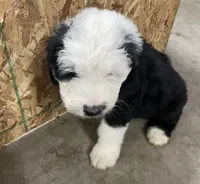 purple collar, a male Old English Sheepdog for sale in Buckley, MI – Photo 2 of 3