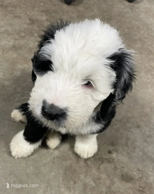 purple collar – Old English Sheepdog puppy for sale in Buckley, MI