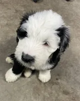 purple collar, a male Old English Sheepdog for sale in Buckley, MI – Photo 1 of 3