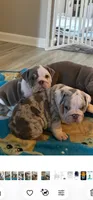 Princess, a female English Bulldog for sale in Blacklick, OH – 2 of 2
