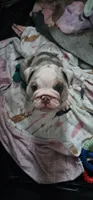 Earl, a male English Bulldog for sale in Blacklick, OH – 2 of 2