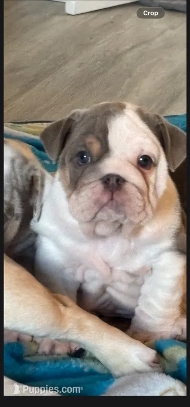 Princess – English Bulldog puppy for sale in Blacklick, OH