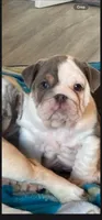 Princess, a female English Bulldog for sale in Blacklick, OH – 1 of 2