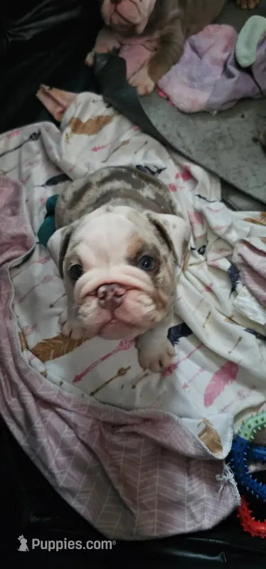 Earl – English Bulldog puppy for sale in Blacklick, OH