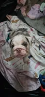 Earl, a male English Bulldog for sale in Blacklick, OH – 1 of 2