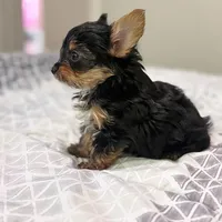 AKC Leo, a male Yorkshire Terrier for sale in Powder Springs, GA – 3 of 10