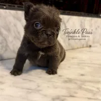 AKC Mochi, a female French Bulldog for sale in Powder Springs, GA – 6 of 6