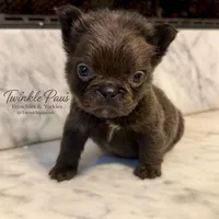 AKC Mochi, a female French Bulldog for sale in Powder Springs, GA – 5 of 6