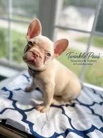 AKC Cinco, a male French Bulldog for sale in Powder Springs, GA – 3 of 8