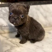 AKC Mochi, a female French Bulldog for sale in Powder Springs, GA – 3 of 6
