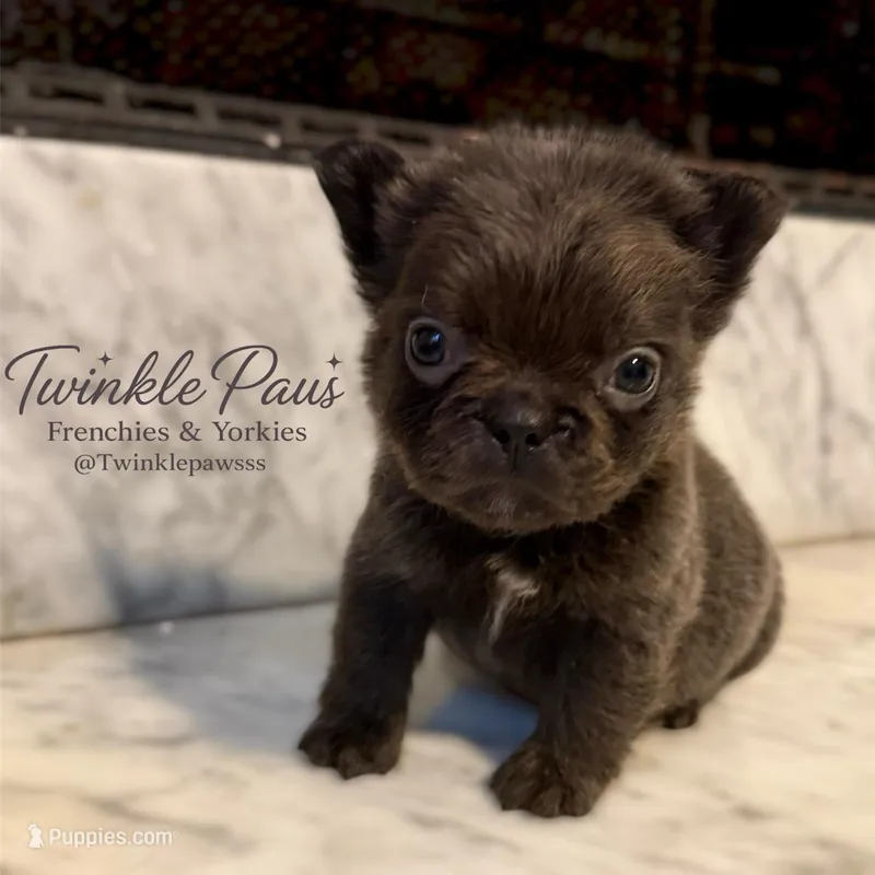 AKC Mochi – French Bulldog puppy for sale in Powder Springs, GA