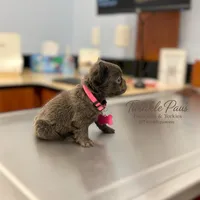 AKC Mochi , a female French Bulldog for sale in Powder Springs, GA – 5 of 10