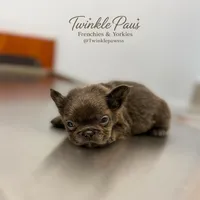 AKC Mochi , a female French Bulldog for sale in Powder Springs, GA – 9 of 10